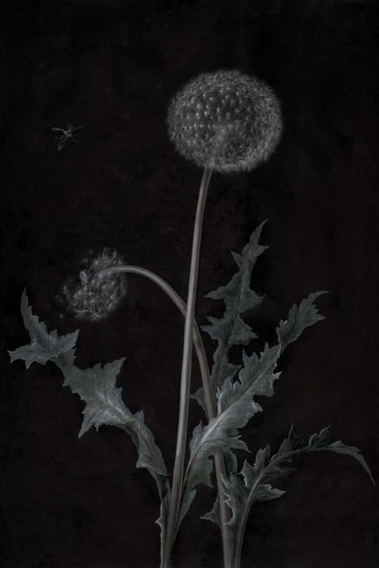 Dandelion in Moonlight