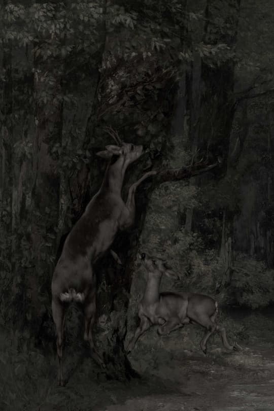 Deer in the Dark Forest