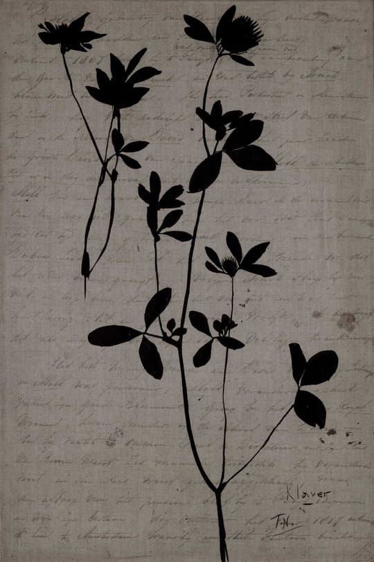 Botanical Study: Clover