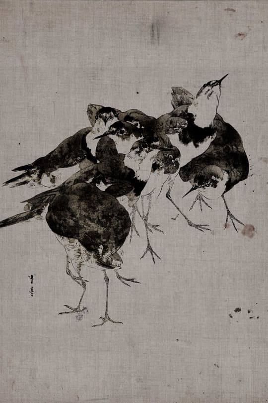 Three Magpies