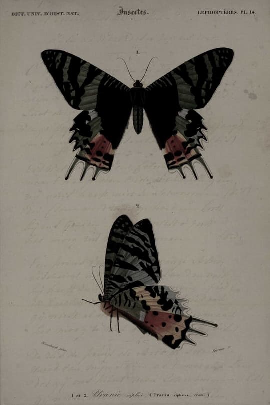 Insects: Lepidoptères, Pl. 14