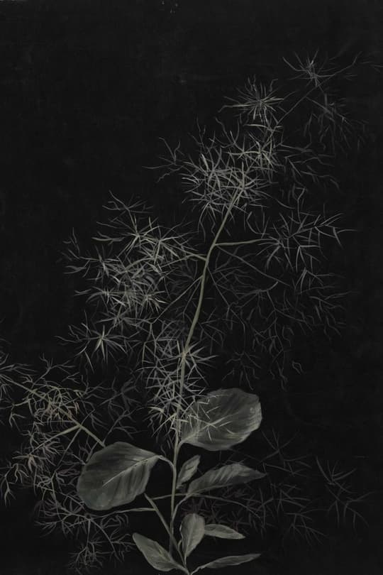 Delicate Stems in Shadow