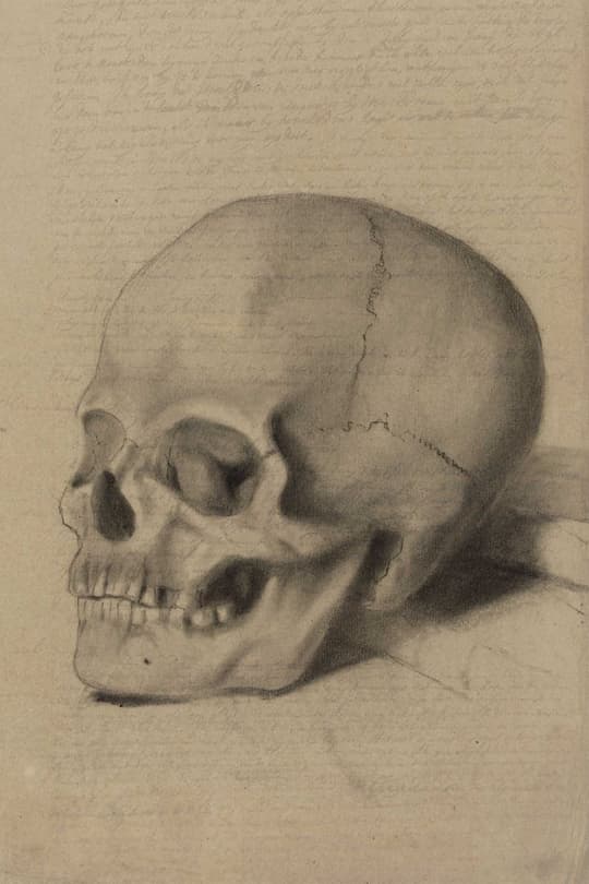 Anatomical Skull Study