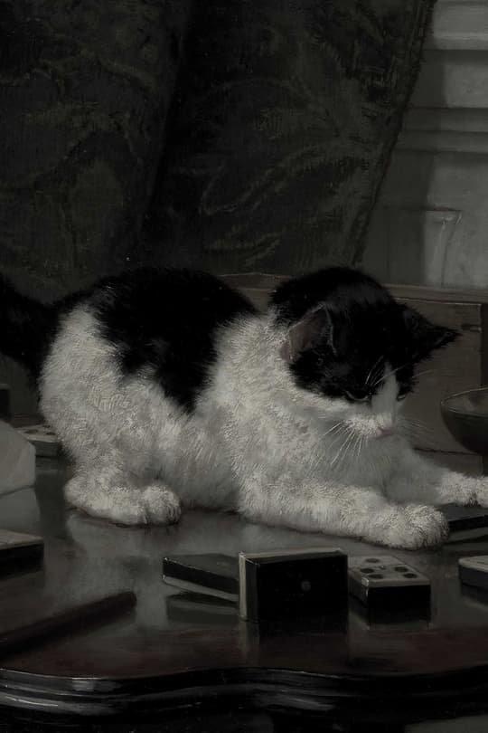Black & White Cat on Table