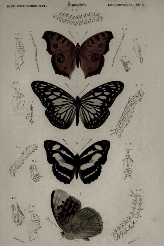 Insects - Lepidopteres Plate 4