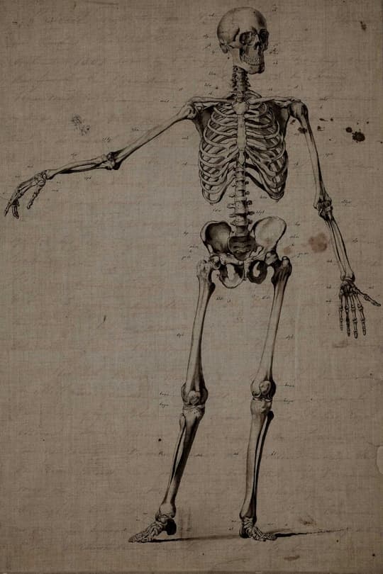 Anatomical Skeleton Study