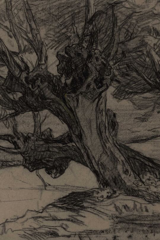 Gnarled Tree Study