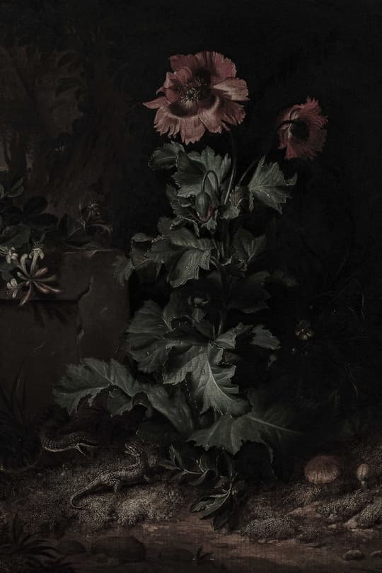 Dark Peony Study