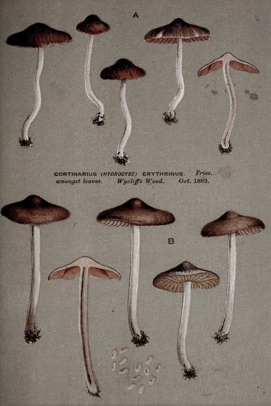 Cortinarius Erythrinus Mushroom Study