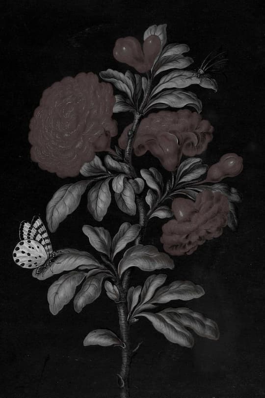 Dark Roses with Butterfly
