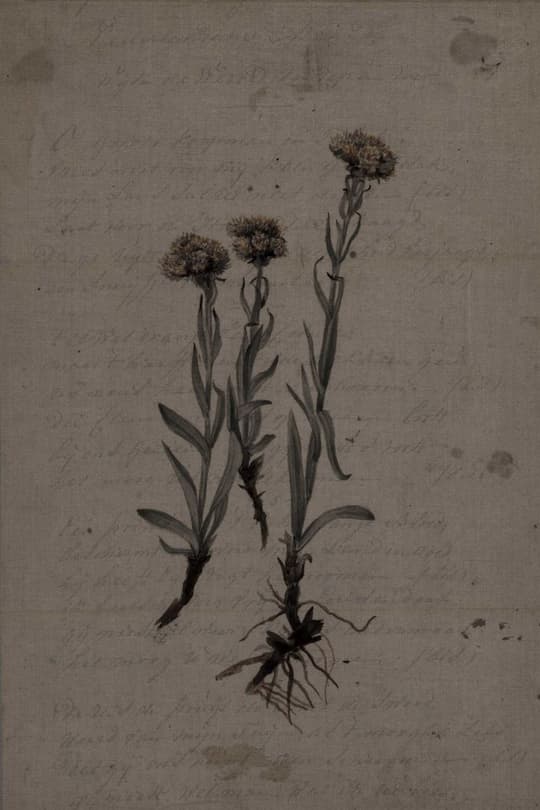 Botanical Study: Flowering Plant