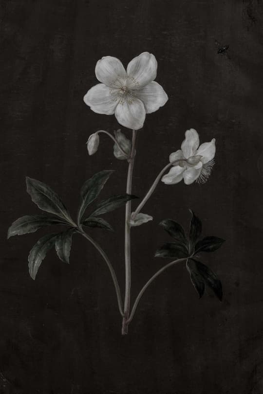 White Anemone Study