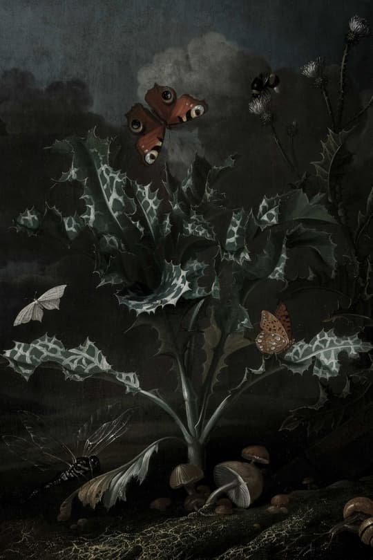 Thistle Butterfly Dance