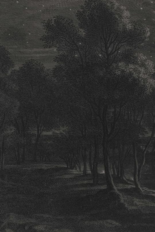 Forest Path