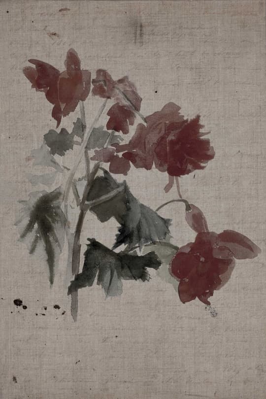 Wilting Geranium Study