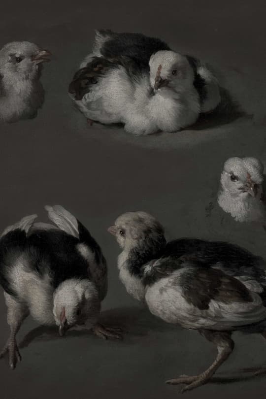 Study of Pigeons