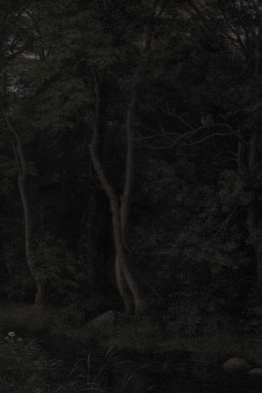 Dark Forest Path