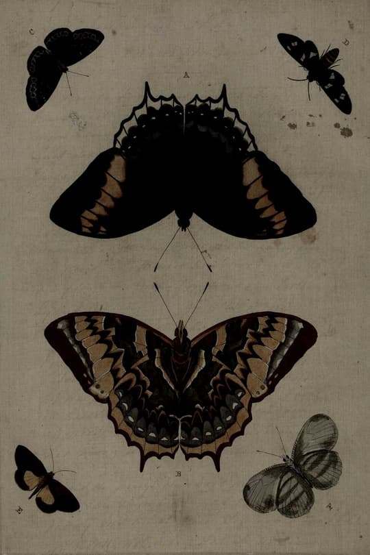 Butterfly Study