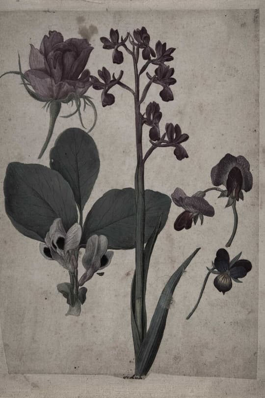 Dark Iris Studies
