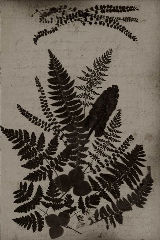 Fern Herbarium Study