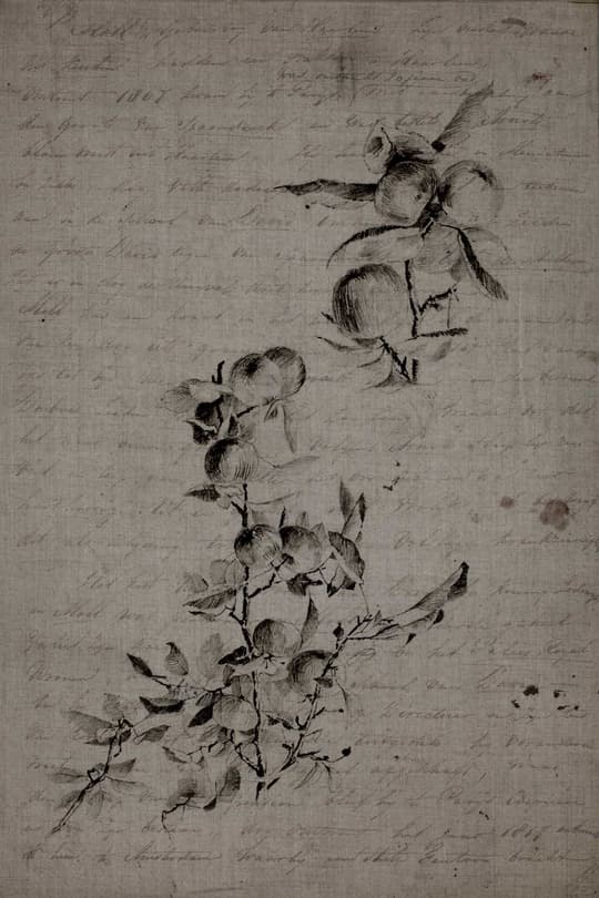 Study of Insects and Botanicals