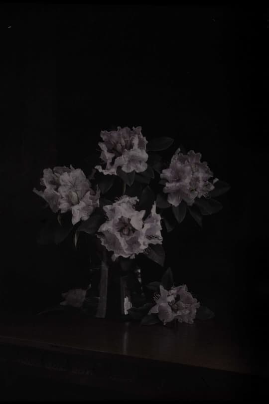 Twilight Roses