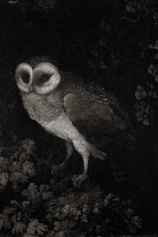 Barn Owl in Rain