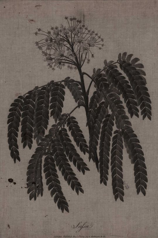 Sylphas Botanical Study