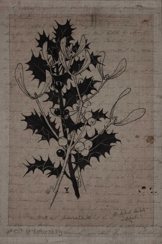 Holly Branch with Berries