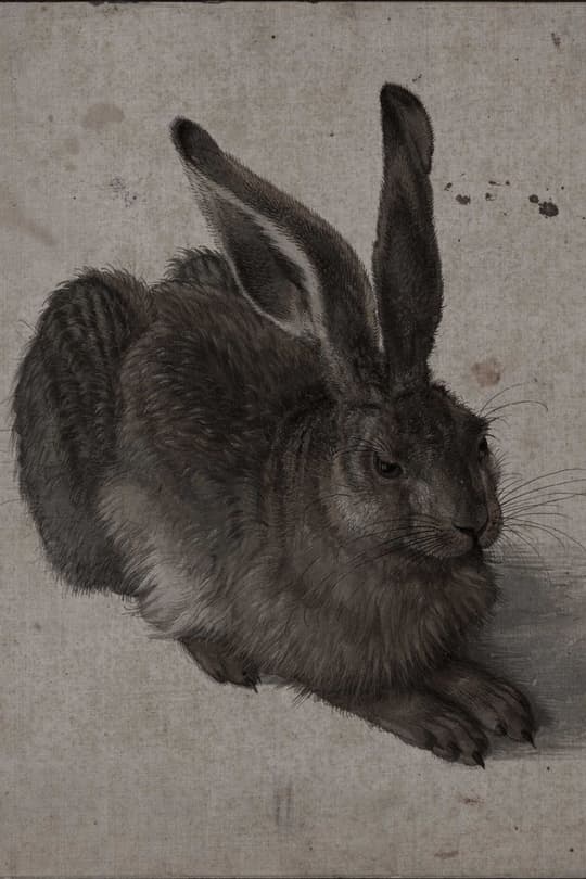 Young Hare Study