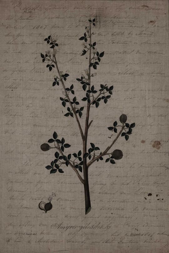 Amygdalis glandulosa botanical study
