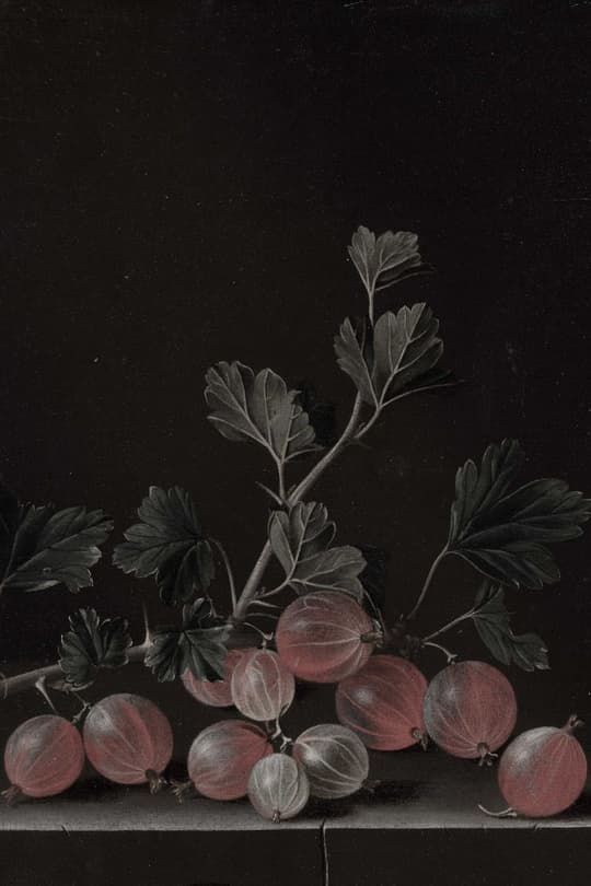 Gooseberries on the Vine