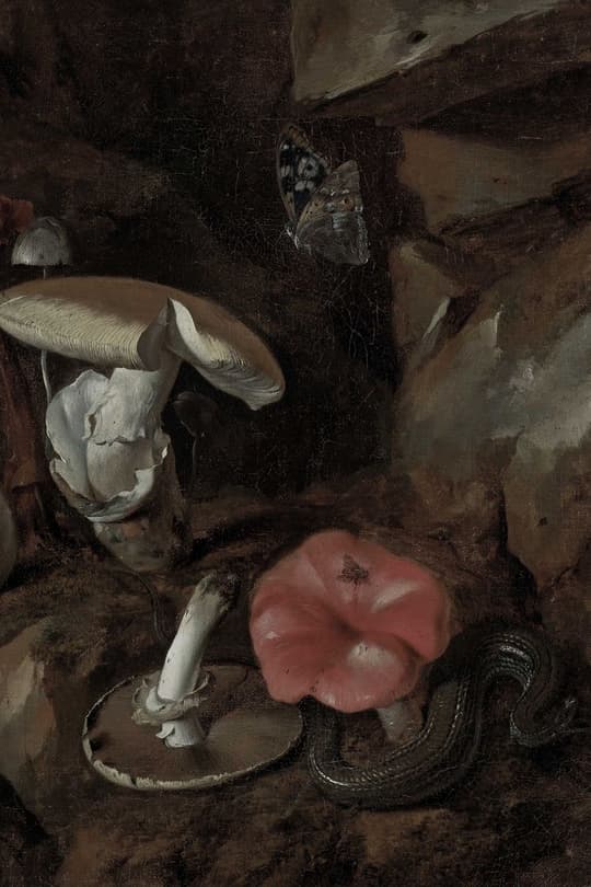 Toadstools and Butterfly