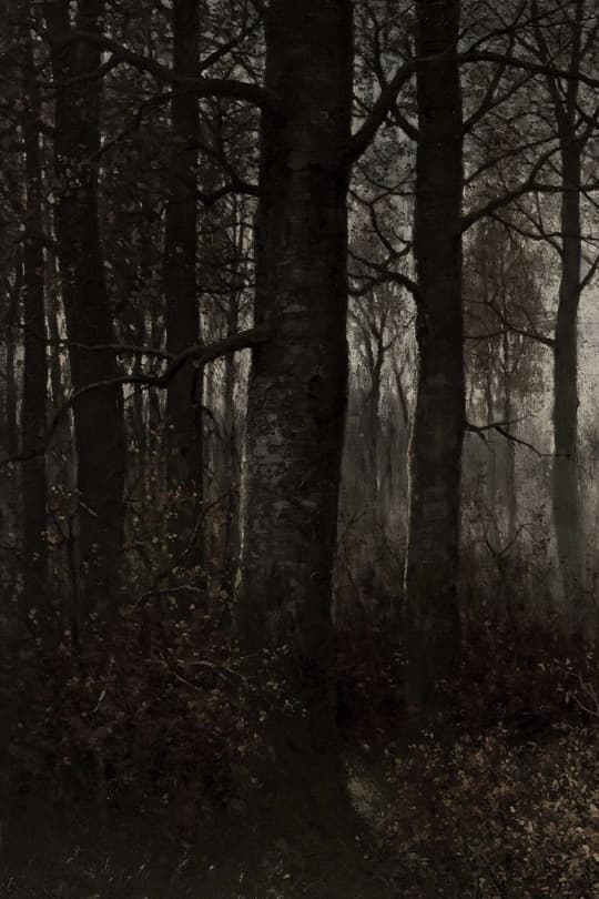 Winter Forest Depths