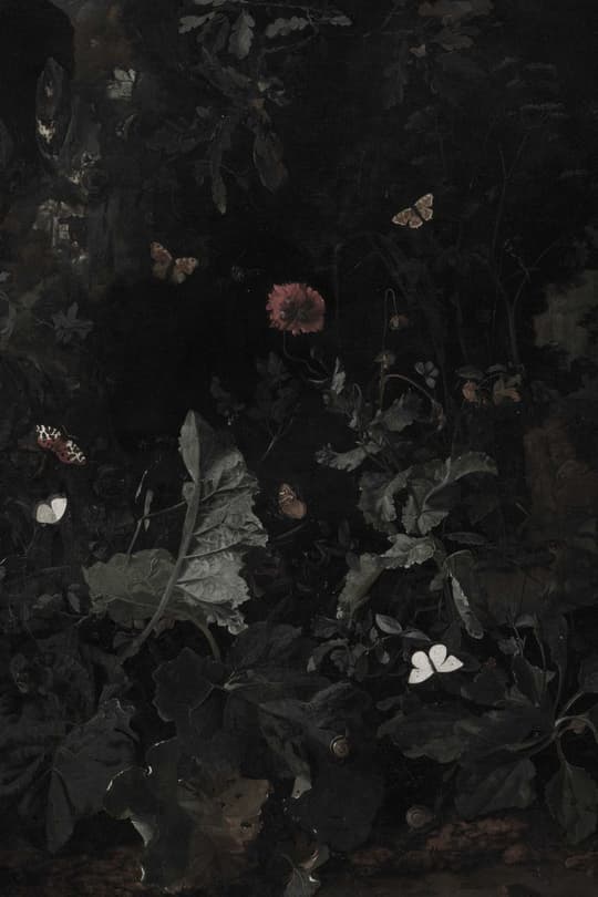 Nocturnal Flowers & Butterflies