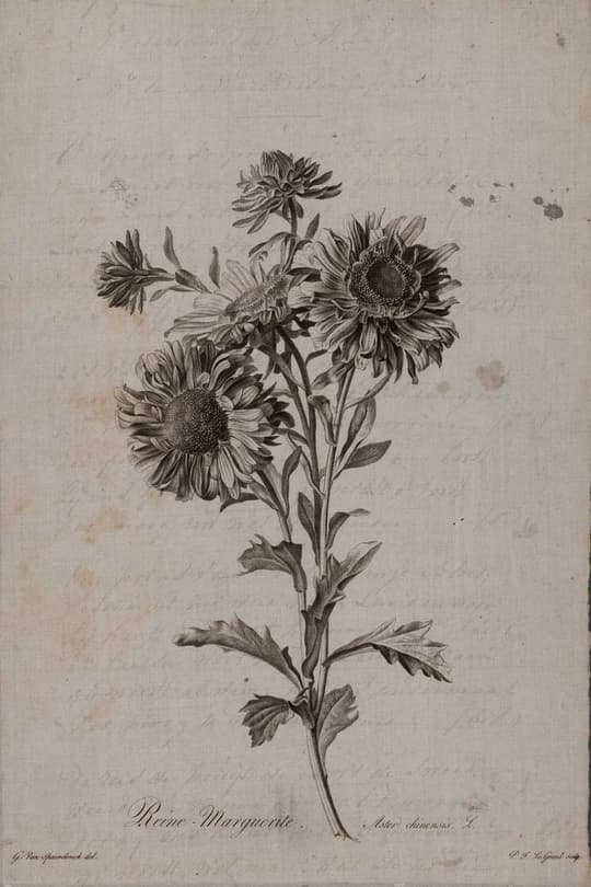 Pierre Marguerite