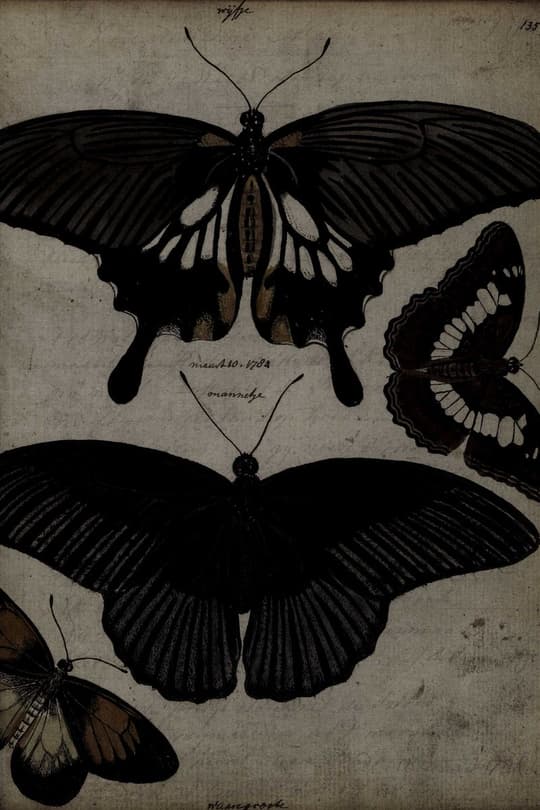 Butterfly Study