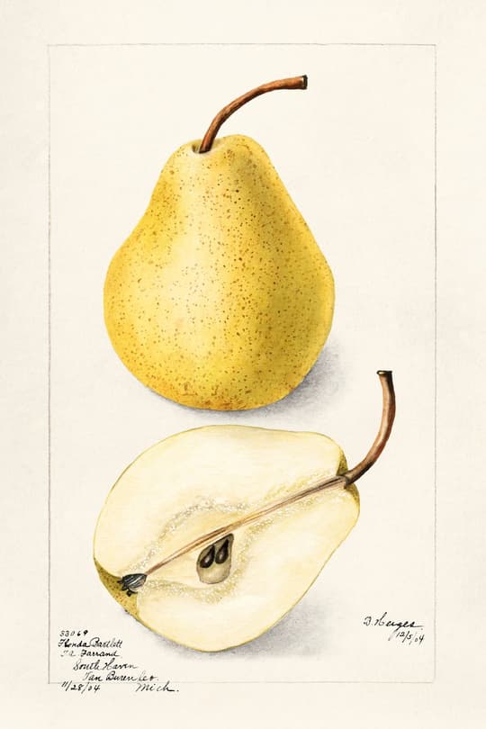 Yellow Pear Study