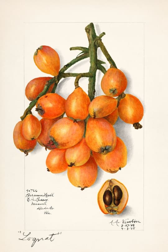 Loquat Branch Study