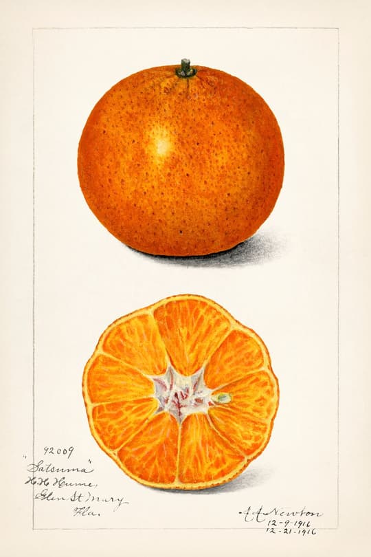 Satsuma Orange Study