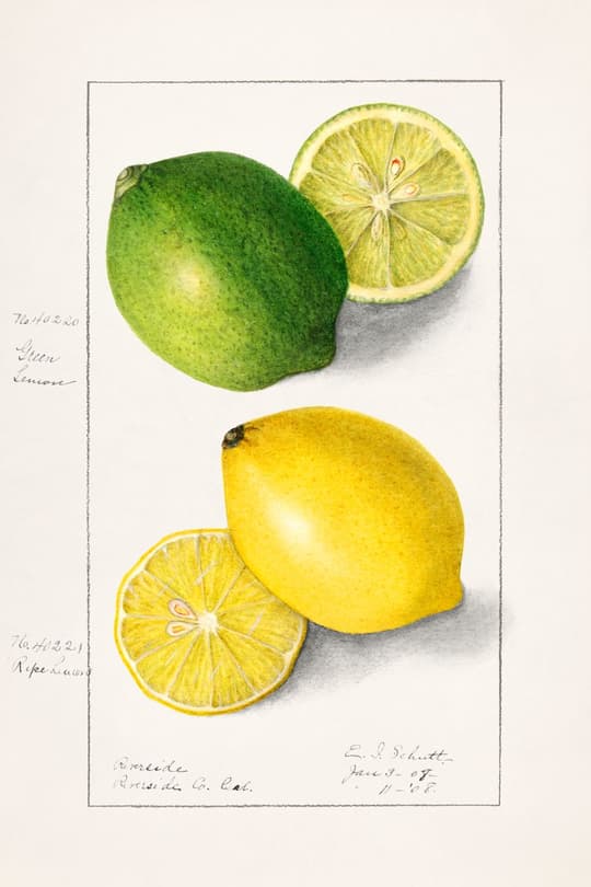 Green Lime & Yellow Lemon Study