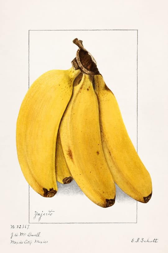 Vintage Banana Study