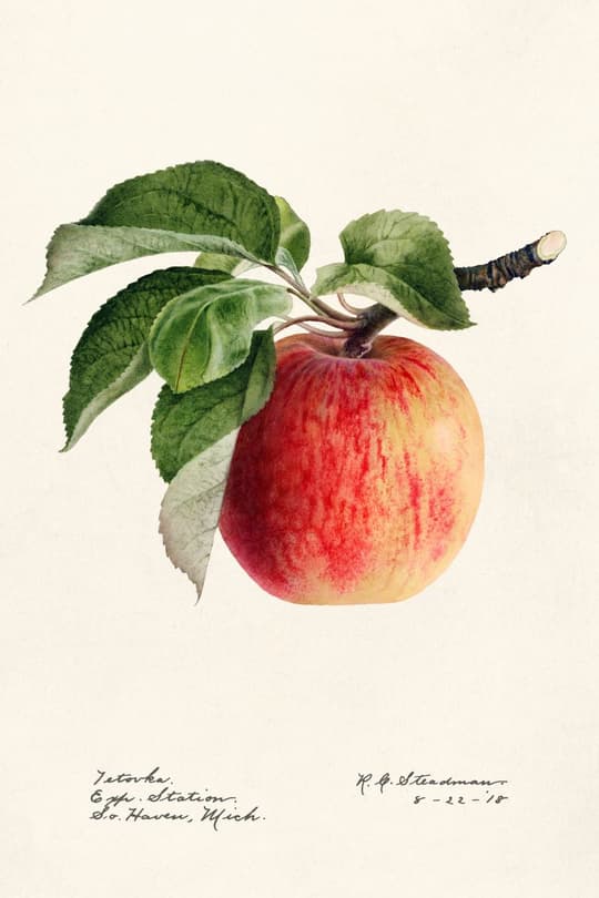 Red Apple with Leaves