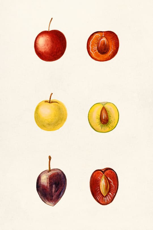 Botanical Study of Apples