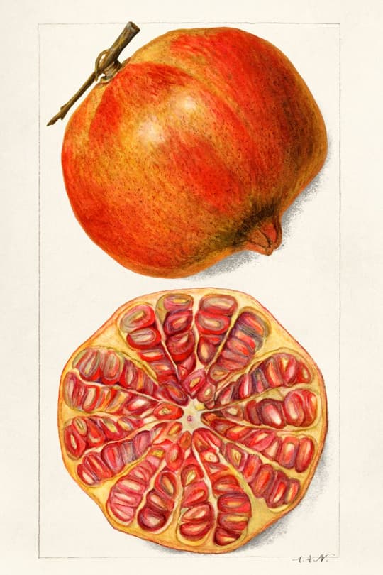 Pomegranate Study