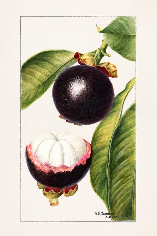 Mountain Apple Study