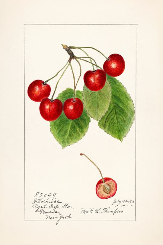 Red Cherries with Leaves