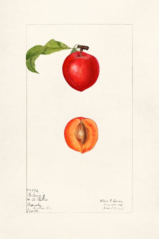 Pomona Apple Study