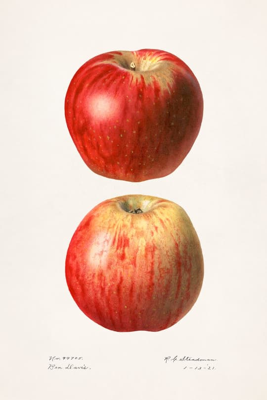 Ben Davis Apple Study