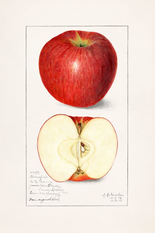 Red Apple Study